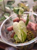 Monstera White Monster Half Moon, Overige soorten, In pot, Minder dan 100 cm, Groene kamerplant