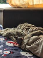Sphynx kitten, Dieren en Toebehoren, Kater, Gechipt, 0 tot 2 jaar