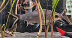 4 Haaivinbarbeel / Haaivinbarbelen, Dieren en Toebehoren, Vis, Zoetwatervis, Schoolvis
