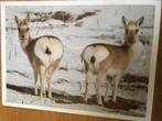 Tibetaanse gazelles, Verzenden, Ongelopen
