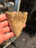 Megalodon Haaientand Fossiel - 9 cm!, Verzamelen, Mineralen en Fossielen, Ophalen of Verzenden, Fossiel