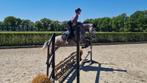 Super springende/allround D-pony met gouden karakter, Dieren en Toebehoren, Merrie, Gechipt, Springpony, L