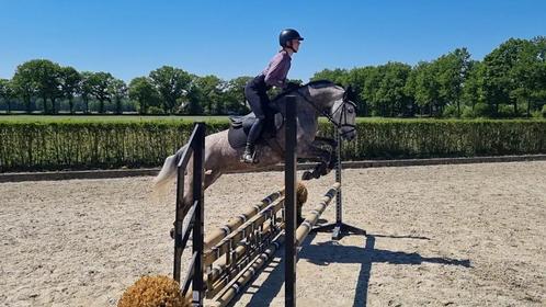 Super springende/allround D-pony met gouden karakter, Dieren en Toebehoren, Pony's, Merrie, L, D pony (1.37m tot 1.48m), Springpony