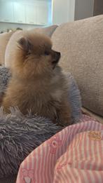 pomeranian puppy, Particulier, 15 weken tot 1 jaar, Buitenland, Parvo