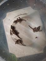 Diversen jonge  gargoyle gekko, Hagedis, Tam, 0 tot 2 jaar
