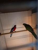 Koningsparkiet, Dieren en Toebehoren, Vogels | Parkieten en Papegaaien, Vrouwelijk, Parkiet, Geringd