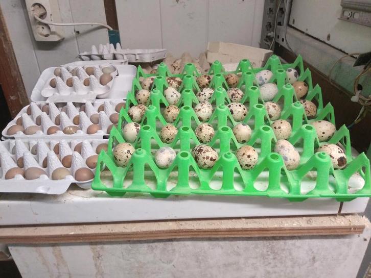 Te koop broedeieren van Japanse en Jumbo en Chinese dwergkwa, Dieren en Toebehoren, Pluimvee | Toebehoren, Zo goed als nieuw, Overige typen