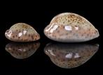 Schelpen: Cypraea robertsi 20-31,1mm  Set - groot en klein, Ophalen of Verzenden, Schelp(en)