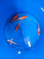 5 vlinder koi butterfly koi 15/18 cm, Dieren en Toebehoren, Karper of Koi