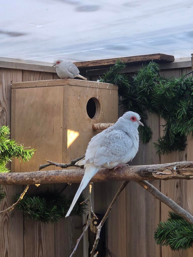 Koppel diamant duifen, Dieren en Toebehoren, Vogels | Duiven, Meerdere dieren, Overige soorten
