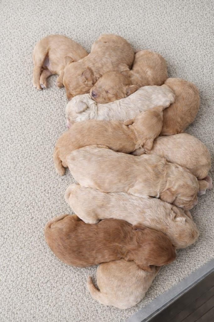 Labradoodle Pups, Parvo, 8 tot 15 weken, Meerdere, Meerdere dieren