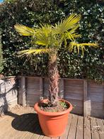 Palmboom in pot ( winterhard), Bloeit niet, 100 tot 250 cm, Palmboom, Ophalen