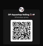 Koi veiling, Karper of Koi