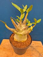 Adenium Baobab p12 (5), Ophalen of Verzenden, Halfschaduw, Minder dan 100 cm