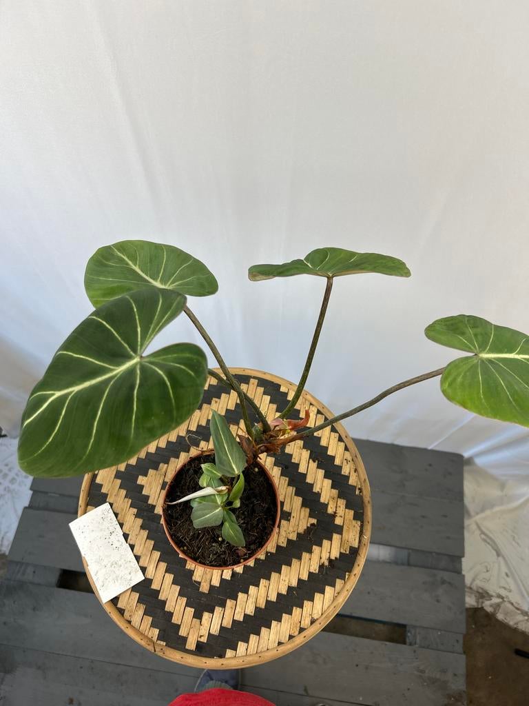 Philodendron Gloriosum - 12cm pot, 40cm hoog, Huis en Inrichting, Kamerplanten, Overige soorten, In pot, Minder dan 100 cm, Groene kamerplant
