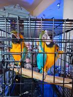 2 ara popjes, Dieren en Toebehoren, Vogels | Parkieten en Papegaaien, Vrouwelijk, Papegaai