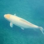 Platinum Ogon Koi 60 cm, Karper of Koi