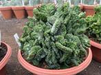 Cactus Euphorbia Enopla Cristaat in de 23cm schaal., Minder dan 100 cm, Bloeiende kamerplant, Halfschaduw, Ophalen of Verzenden