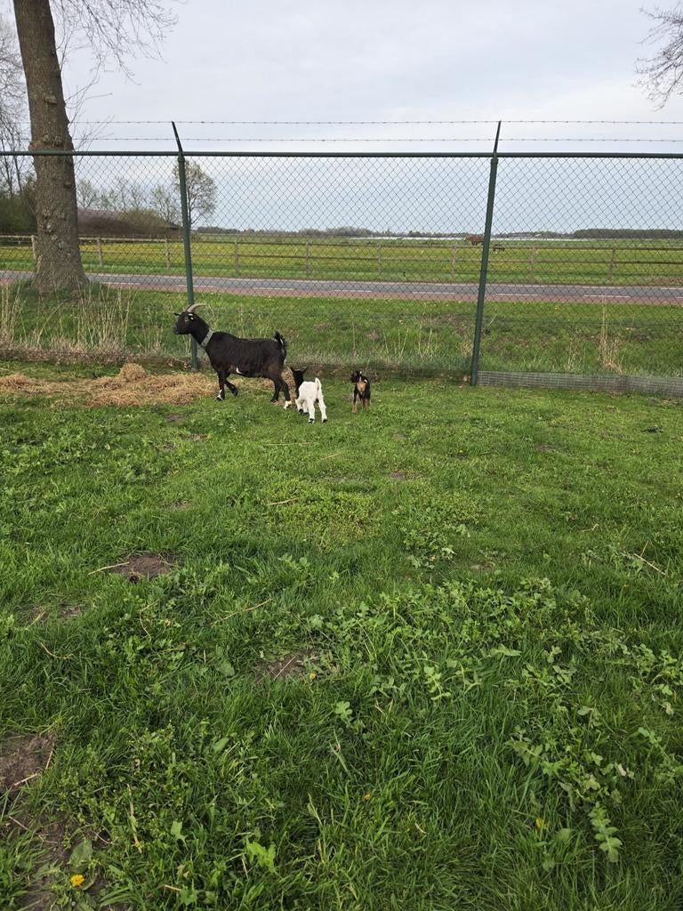 Geit met jongen, Dieren en Toebehoren, Schapen, Geiten en Varkens, Meerdere dieren, Geit