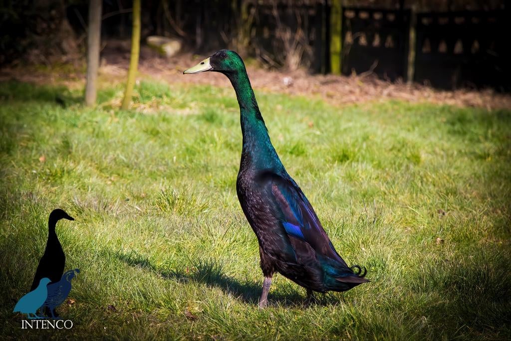 Intenco Indische loopeenden broedeieren: Zwart en blauw, Dieren en Toebehoren, Pluimvee, Eend