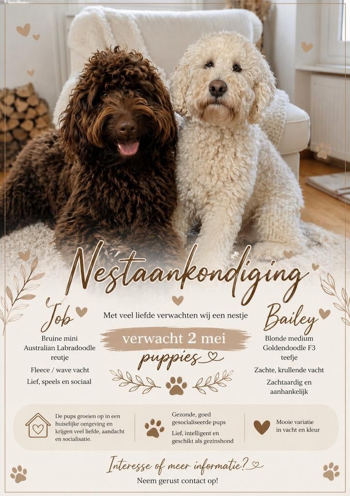 Goldendoodle X Australian Labradoodle nest aankondiging, Dieren en Toebehoren, Parvo, 8 tot 15 weken, Meerdere, Meerdere dieren