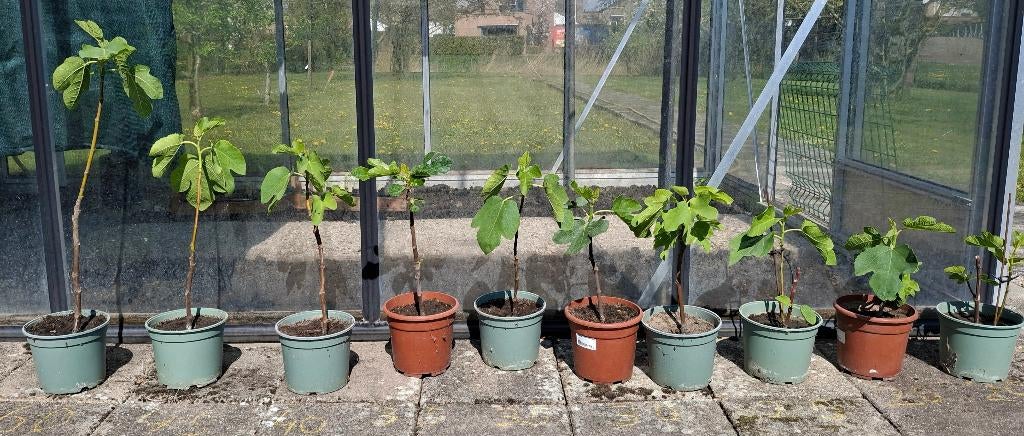 Vijgenbomen, Brown Turkey (donkerrood vruchtvlees), Tuin en Terras, Ophalen, Minder dan 100 cm, Lente, Overige soorten