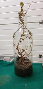 -	Plant in glazen fles, Huis en Inrichting, Ophalen of Verzenden, 'T Olde Gre-j, Info@toldegrej.nl, Endepoelstraat 20f Didam