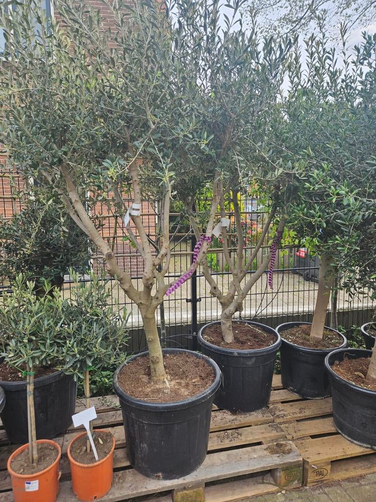 Olijfbomen diverse maten, gratis thuisbezorgd in&om Hsum, Tuin en Terras, Planten | Bomen, Volle zon, Ophalen of Verzenden, 100 tot 250 cm