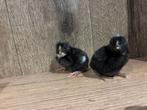 Mechelse koekoek kuikens, Dieren en Toebehoren, Pluimvee, Meerdere dieren, Kip