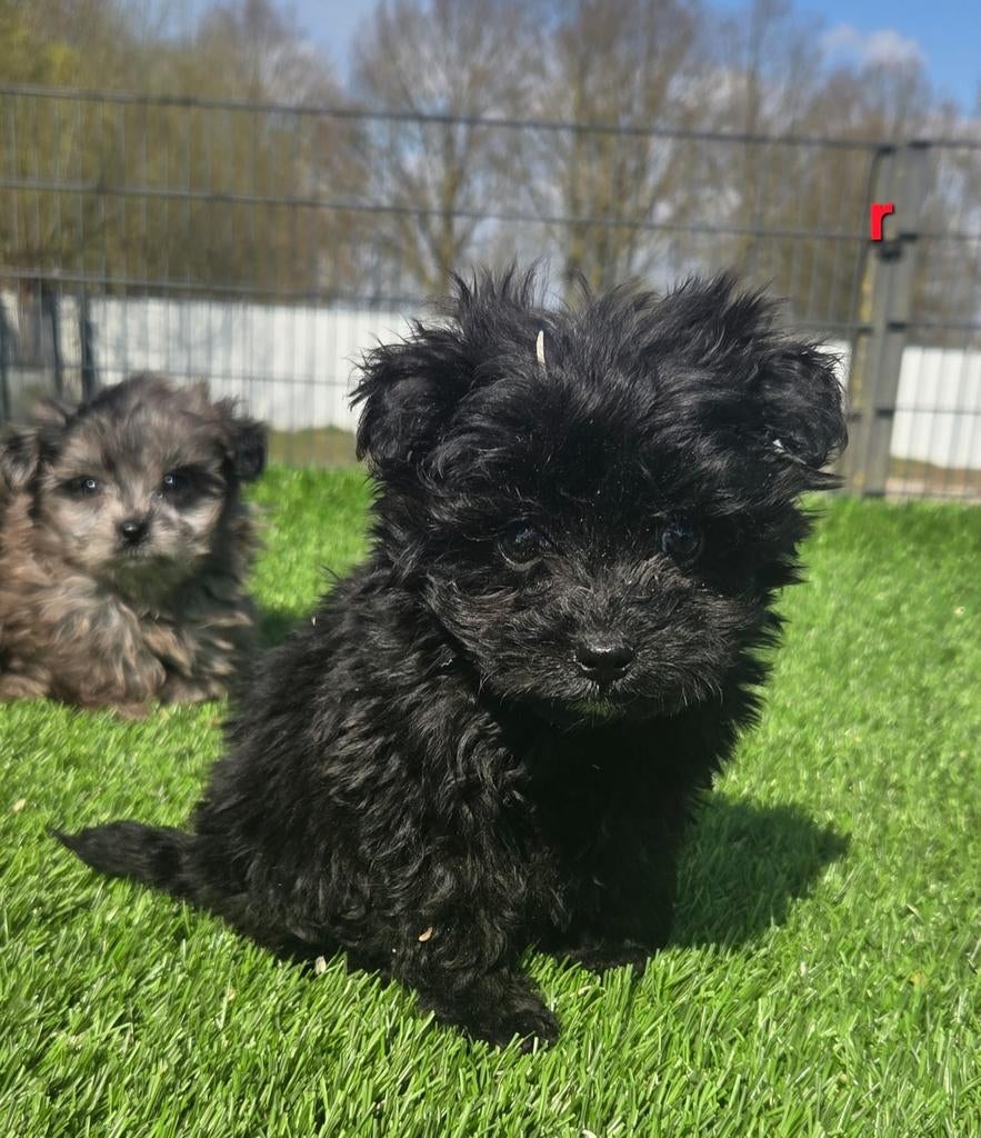 POMAPOO PUPS  (pomeriaan x dwerg poedel), Dieren en Toebehoren, Parvo, Nederland, 8 tot 15 weken, Meerdere