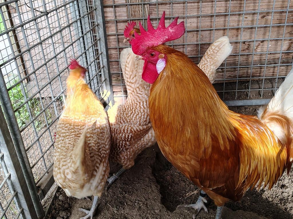 Prachtige jonge Friese legkippen, Dieren en Toebehoren, Meerdere dieren, Kip