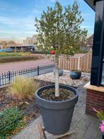 Mooie olijfboom, Bloeit niet, 100 tot 250 cm, Olijfboom, Ophalen