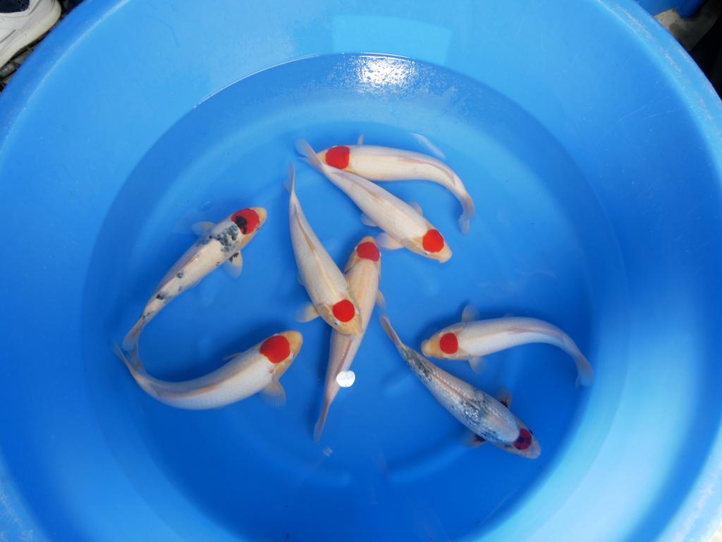 Tancho showa Tancho kohaku ISA koi farm nieuw bij Heeschkoi, Dieren en Toebehoren, Vissen | Vijvervissen, Karper of Koi
