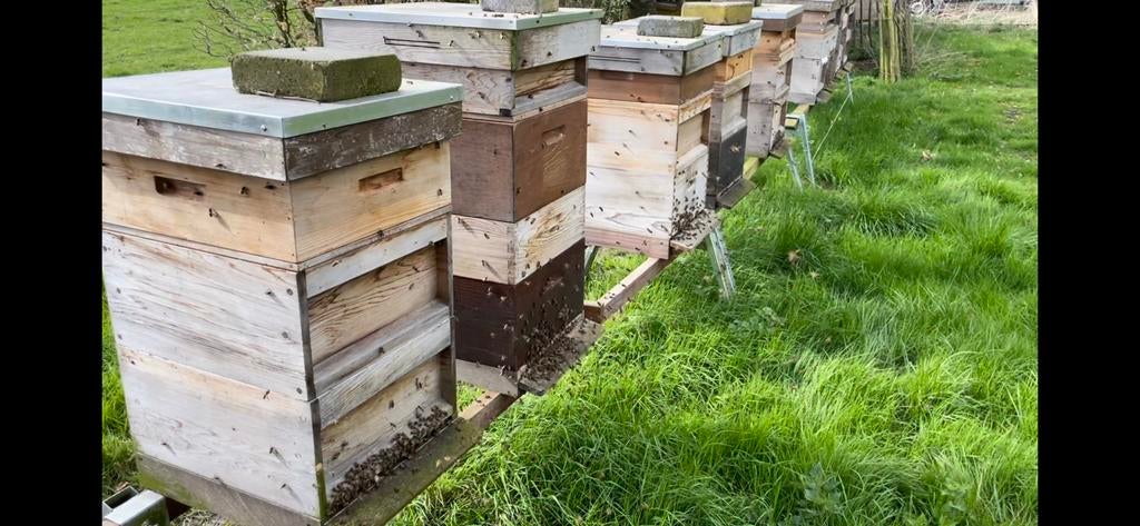 4 bijenvolken te huur voor bestuiving, Dieren en Toebehoren, Bijen