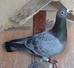 Kweekkoppl, Meerdere dieren, Postduif