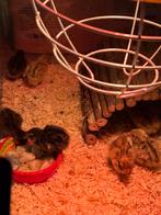 Japanse kwartels. 12 kuikens., Dieren en Toebehoren, Pluimvee, Geslacht onbekend, Overige soorten