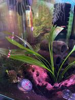 Chrystal red garnalen, Kreeft, Krab of Garnaal, Zoetwatervis