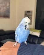 Grasparkieten te koop, Meerdere dieren, Parkiet, Tam