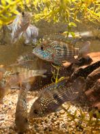 Hele mooie kleurrijke cichliden., Dieren en Toebehoren, Vissen | Aquariumvissen, Vis