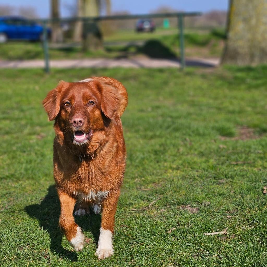 Toller pups verwacht eind april / begin mei., Overige rassen, 8 tot 15 weken, Meerdere, Meerdere dieren