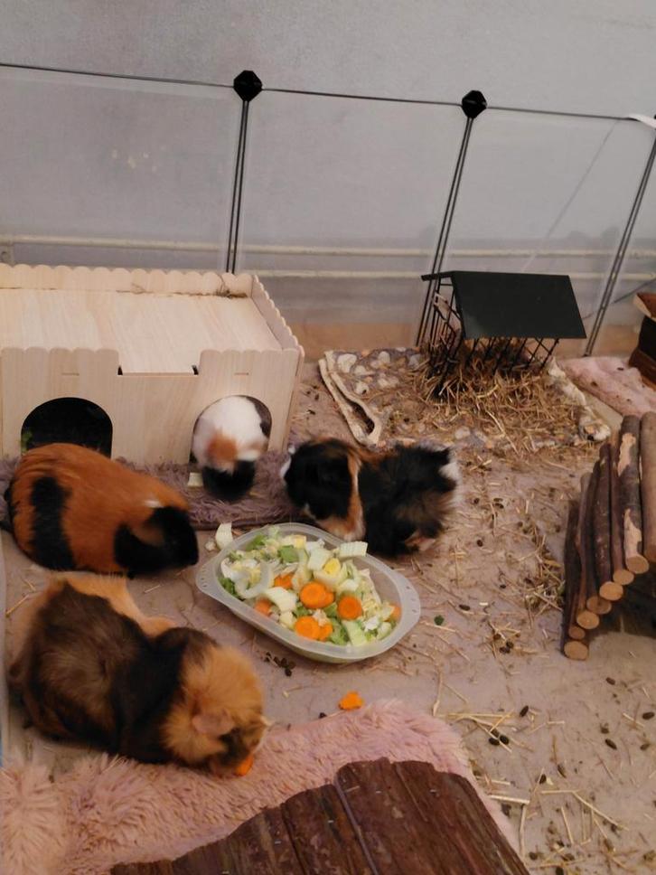 Cavia's groep, Dieren en Toebehoren, Knaagdieren, Meerdere dieren, Cavia, April