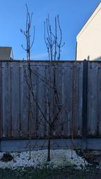 Perenboom, Ophalen, Lente, Volle zon, Perenboom