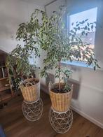 Twee Grote Ficus Benjamina Kamerplanten in Rotan Manden, Huis en Inrichting, Kamerplanten, Ophalen, Ficus, Halfschaduw, In pot