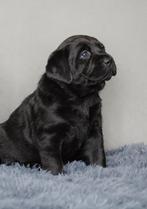 Labrador kruising pups, Dieren en Toebehoren, 8 tot 15 weken, Meerdere, Meerdere dieren, Middel