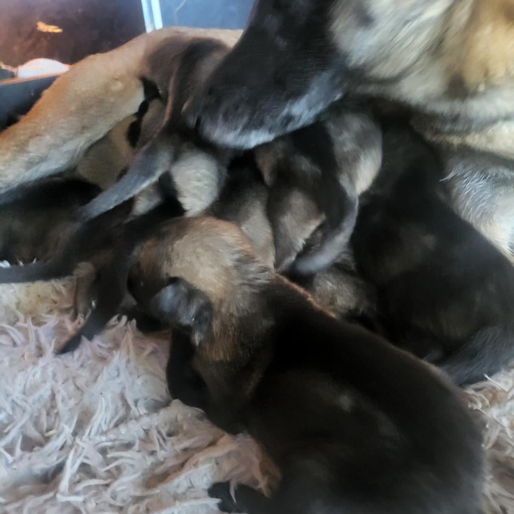 Sociale Mechelse herder puppies, 8 tot 15 weken, Parvo, Meerdere, Meerdere dieren