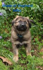 Nestaankondiging Oud Duitse Herder x Tamaskan, Dieren en Toebehoren, Honden | Herdershonden en Veedrijvers, Parvo, 8 tot 15 weken