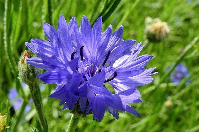 Bio zaden Blauwe korenbloem - Centaurea cyanus | Inheems, Verzenden, Voorjaar, Volle zon, Zaad