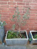 Olijfboom is met bloempot te koop, Ophalen, Rond, Kunststof, 30 tot 60 cm