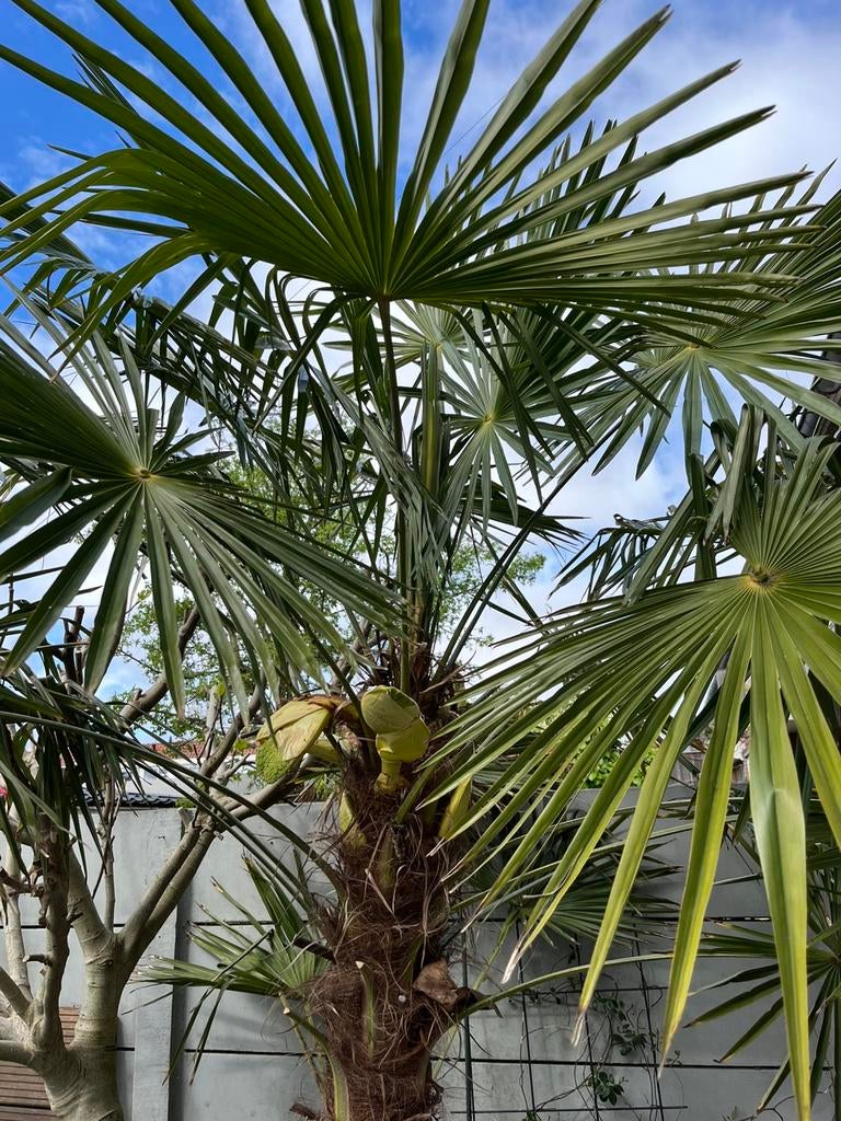 Palmboom 2,5-3mtr hoog, Ophalen, Gehele jaar, Volle zon