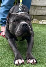 Dekreu, Amstaff Blue met stamboom., Dieren en Toebehoren, Honden | Dekreuen, Particulier, Reu, 1 tot 2 jaar, Buitenland